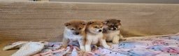 Japanese Shiba Inu dogs for sale: Beautiful Japanese Shiba Inu Puppies - Advert 6