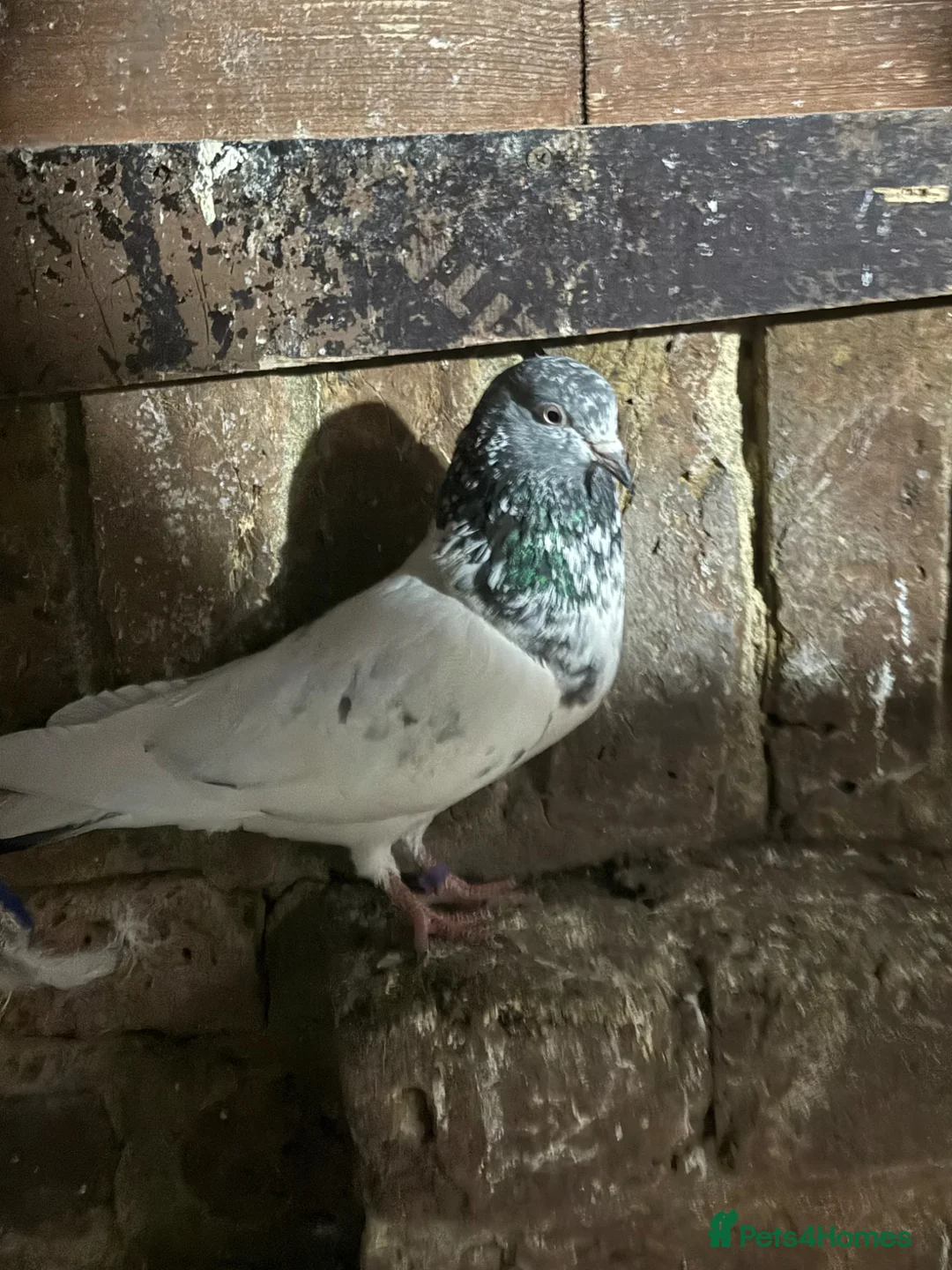 Pigeons birds for sale: Pakistani pigeons for sale  - Advert 1