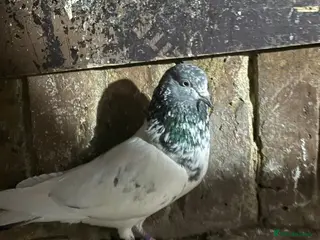 Pigeons birds Pakistani pigeons for sale - Advert 11