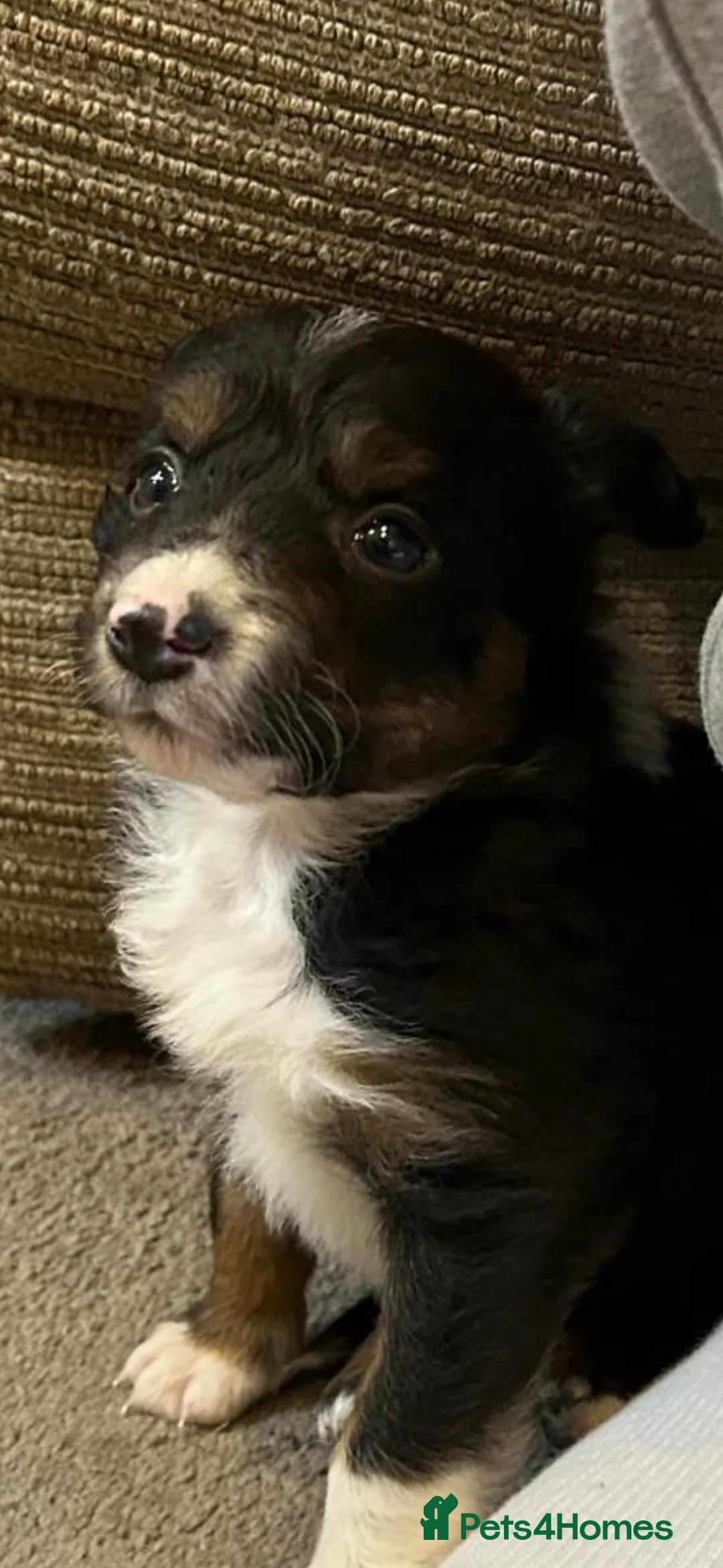 Border Collie dogs for sale: Border collie puppies  - Advert 10