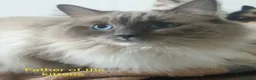 Ragdoll cats for sale: GCCF registered stunning girls available!  - Advert 28