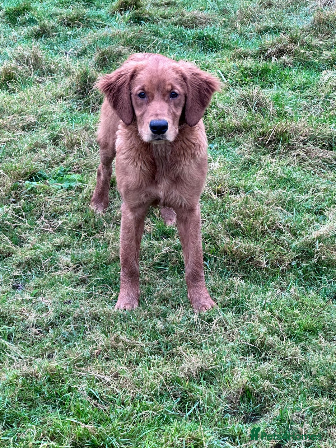 Mini Goldendoodle dogs for sale: Extensively health tested F1 goldendoodle puppies  - Advert 5