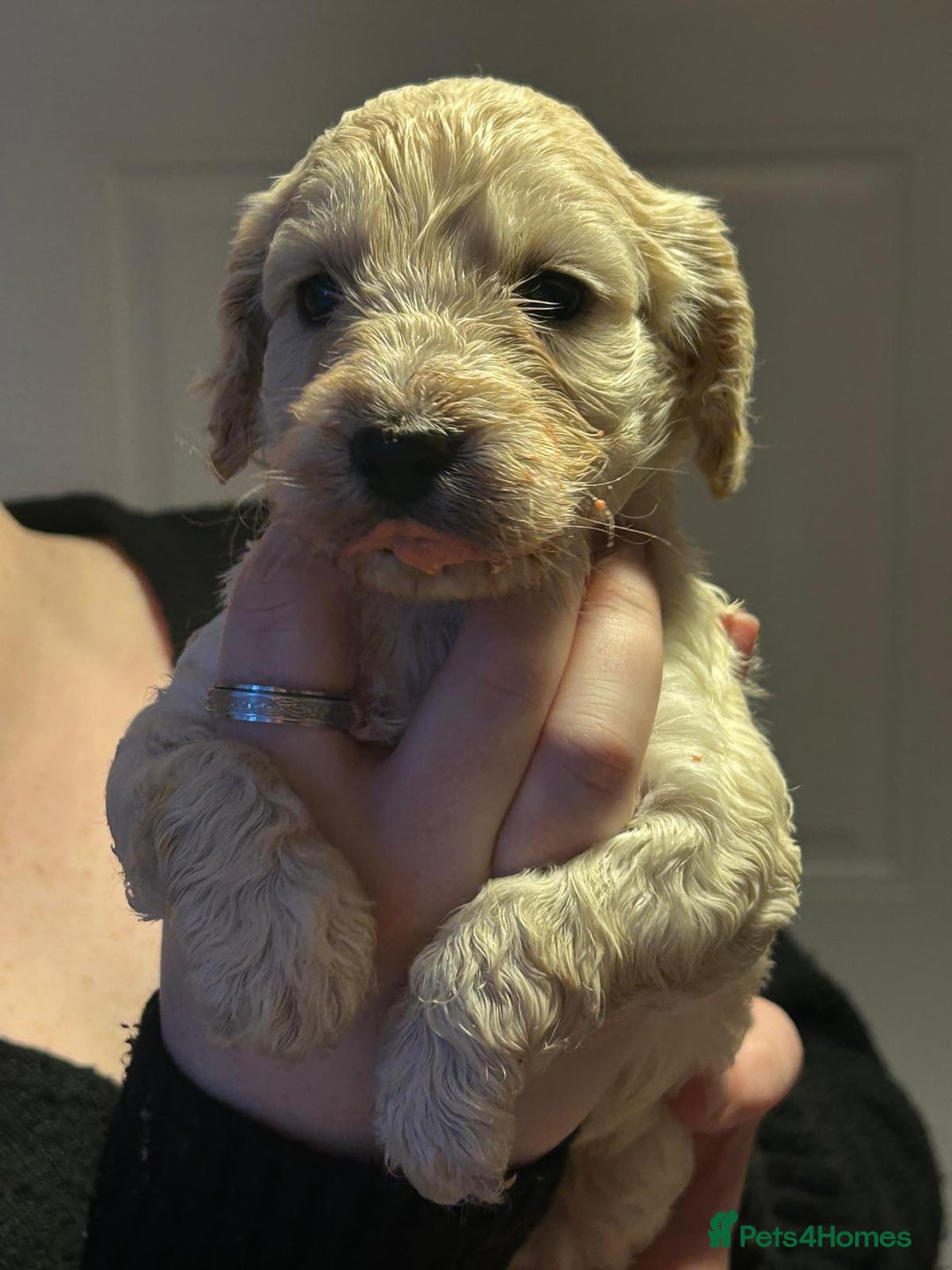 Cockapoo dogs for sale: 8 gorgeous F1 Cockapoos - Advert 32