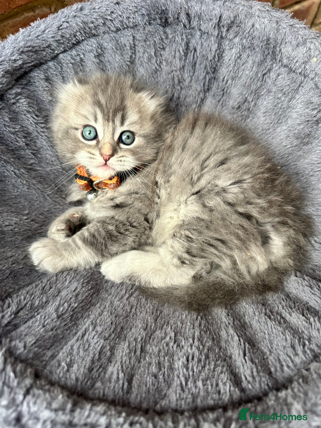 Scottish Fold cats for sale: Stunningly beautiful Scottish Fold x Ragdoll  - Image 24