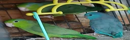 Mixed Breed birds for sale: Parrotlets Celestial  Parrotlets  - Advert 17