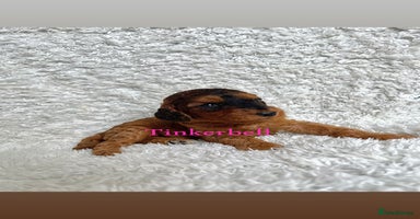 Cockapoo dogs - Advert 3