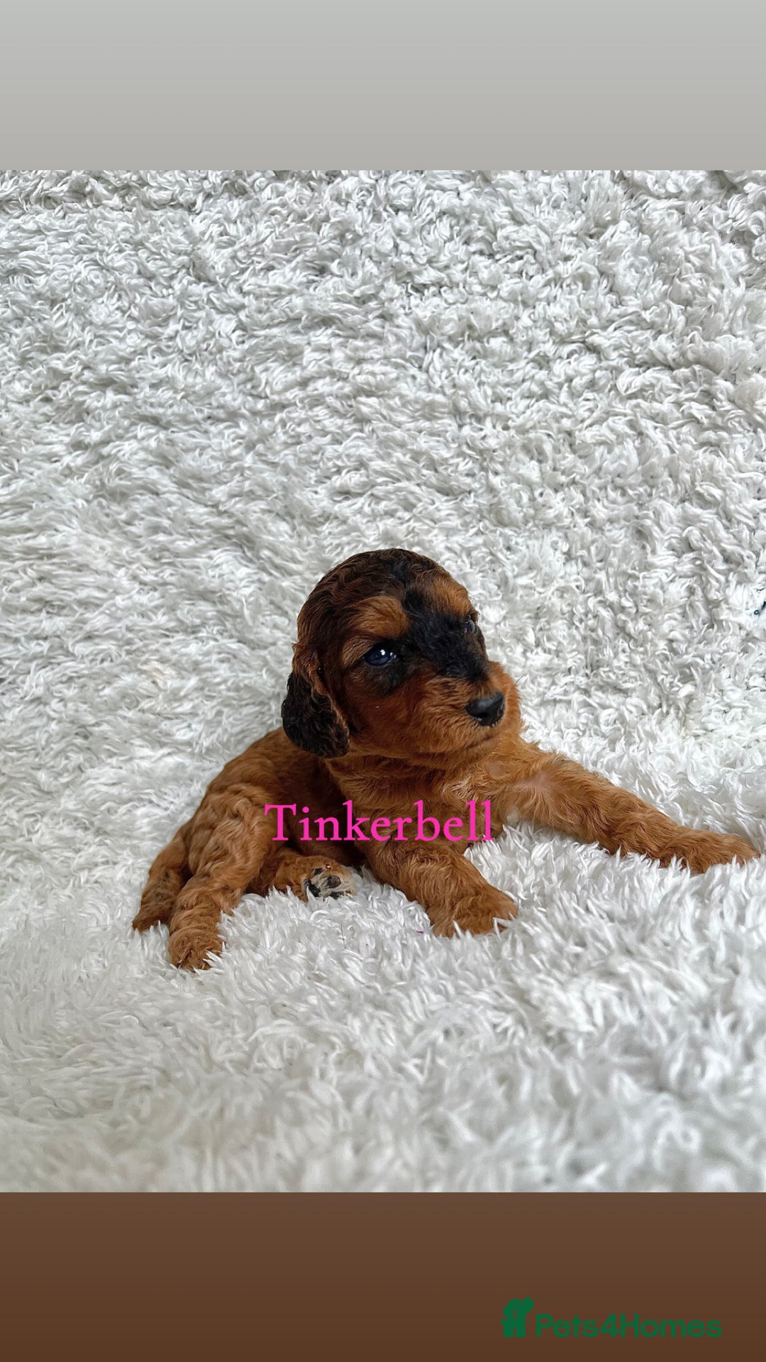 Cockapoo dogs for sale: F2B Red Cockapoos **BOTH PARENTS DNA CLEAR** - Image 23