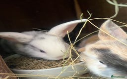 Mixed Breed rabbits for sale: Baby bunnies - Image 3