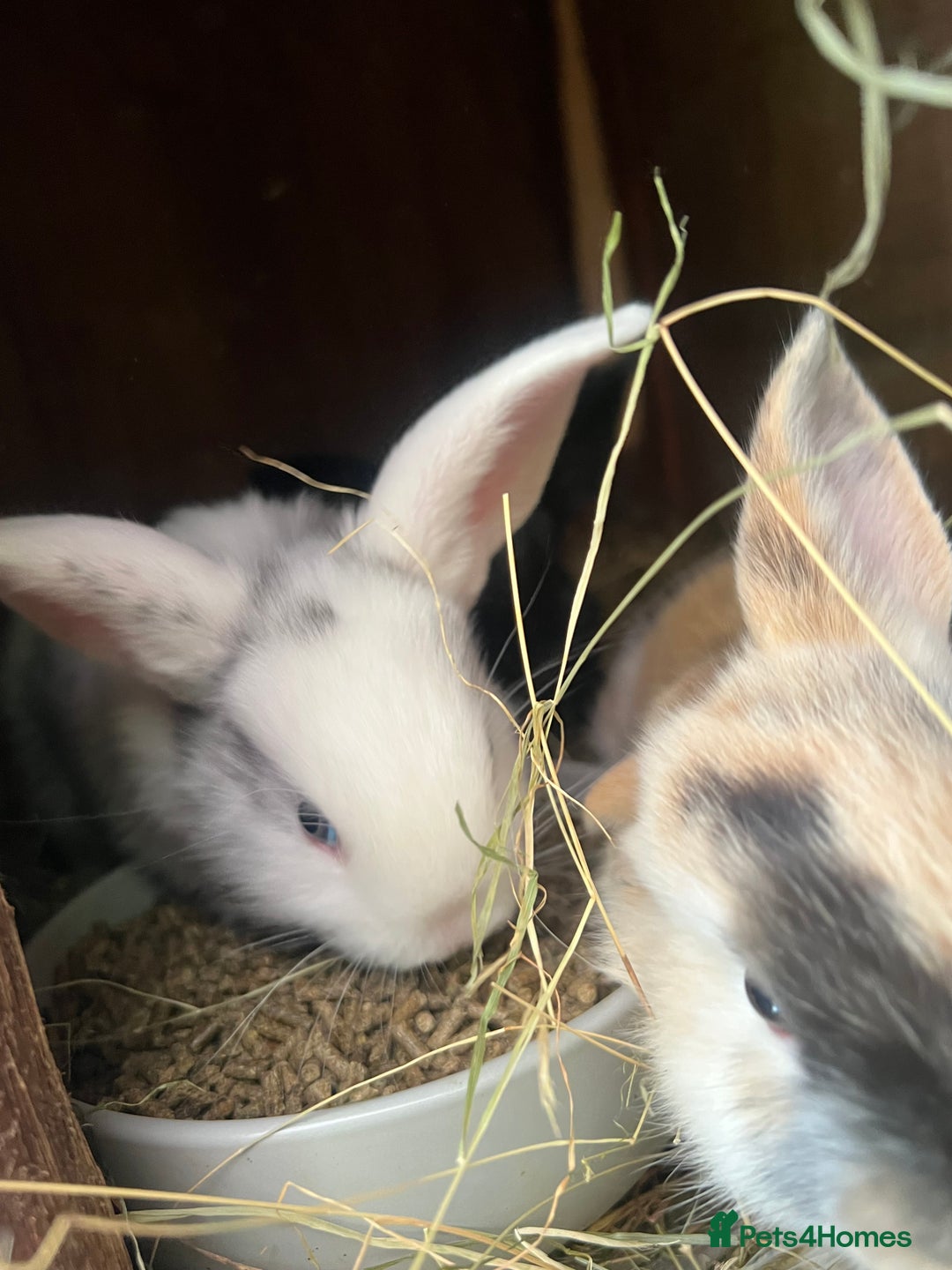 Mixed Breed rabbits for sale: Baby bunnies - Image 3