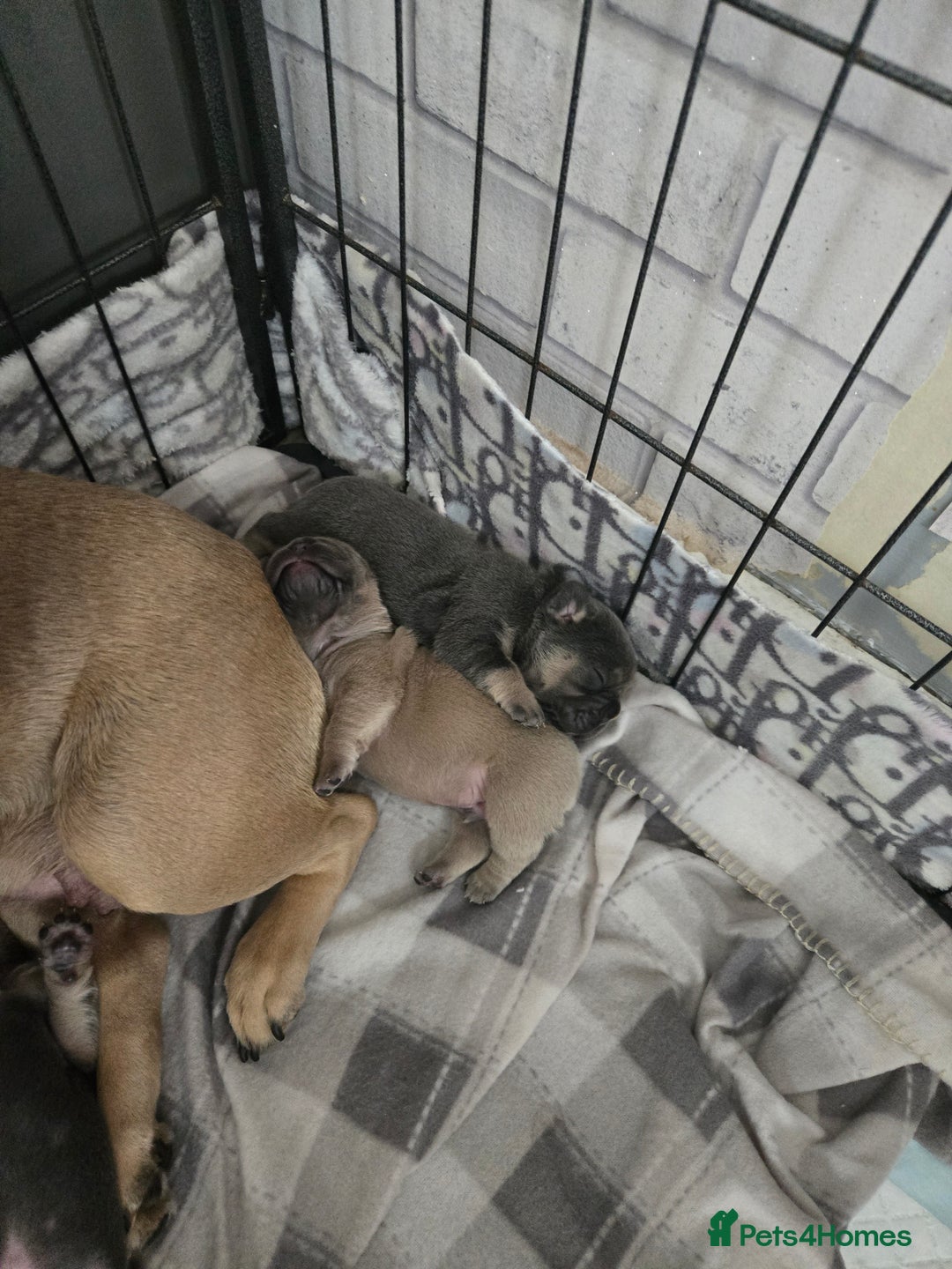 French Bulldog dogs for sale: Beautiful litter of 5 french bulldogs for sale  - Image 4