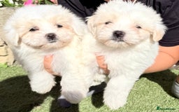 Maltese dogs for sale: Puppies Maltese  - Image 4
