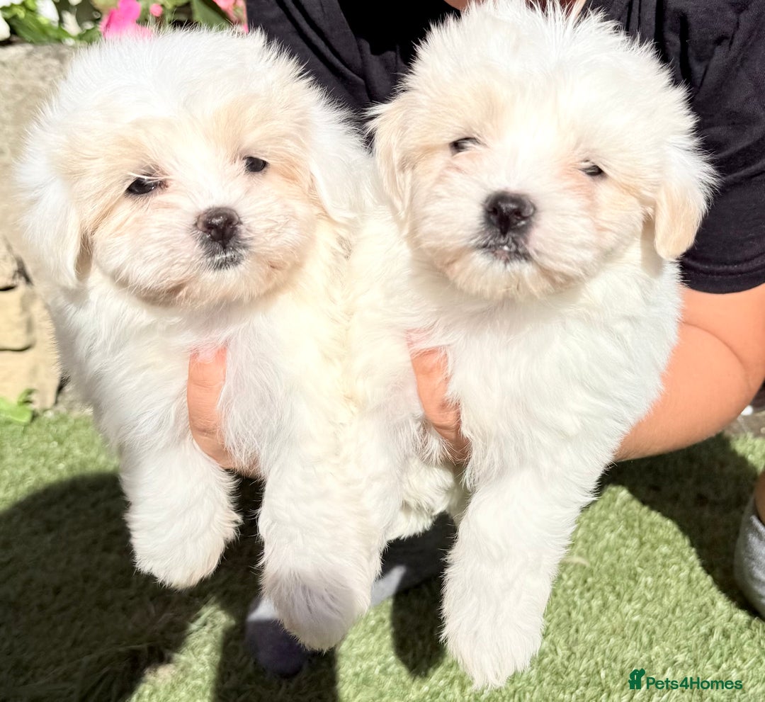 Maltese dogs for sale: Puppies Maltese  - Image 4