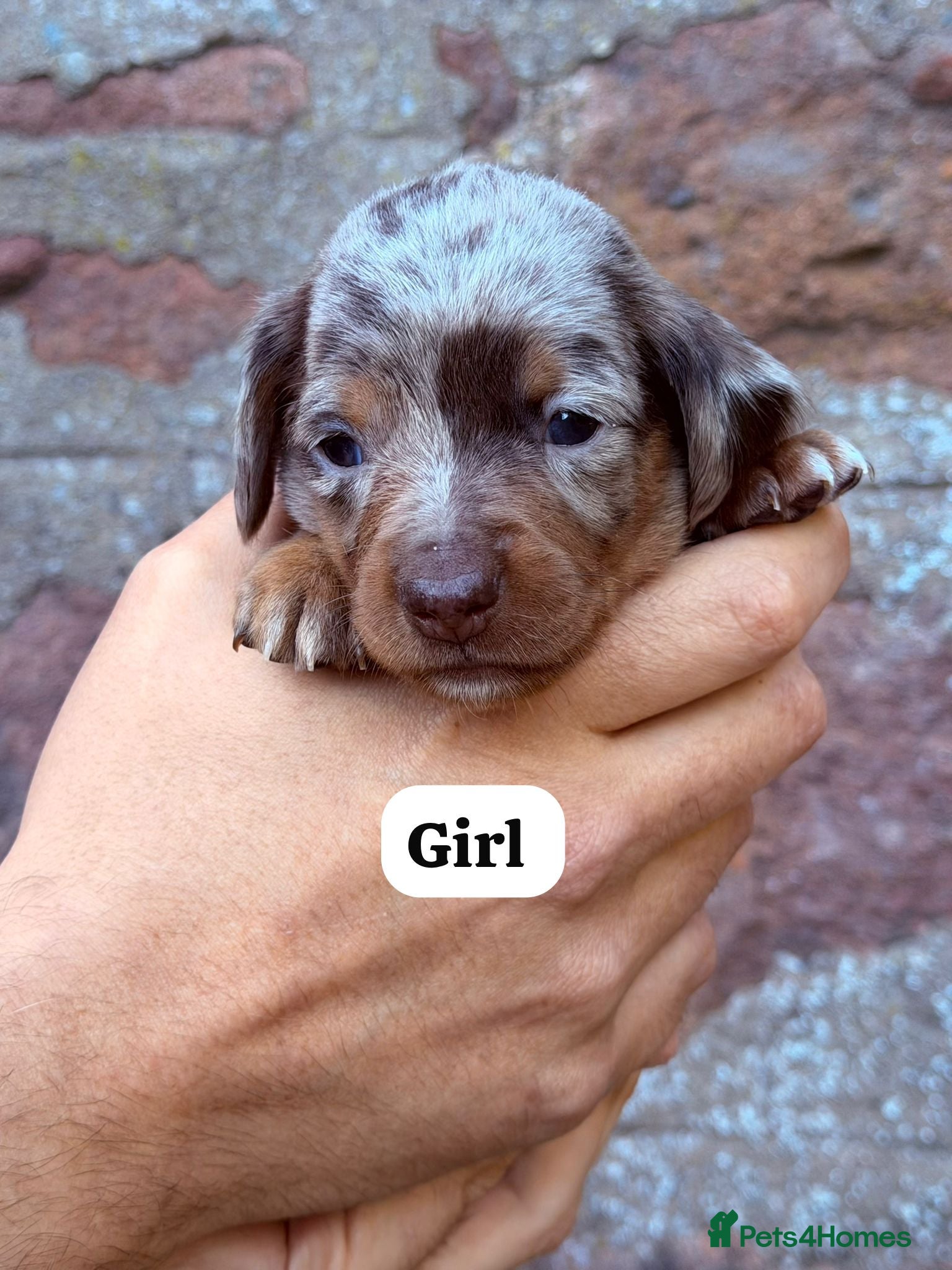 Miniature Dachshund dogs 🐾 Miniature Dachshund Puppies for Sale 🐾 - Advert 7