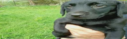 Labrador Retriever dogs for sale: Labrador puppies  in Keith - Advert 5
