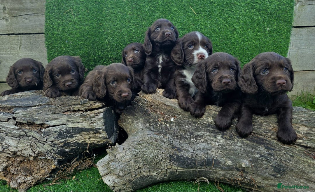 Cocker Spaniel dogs for sale: WORKING dna clear cocker spaniels  - Image 11