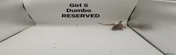 Rat rodents for sale: April Rats! (7 Boys & 5 Girls Left) - Advert 15