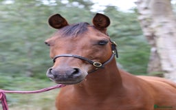 Arabian horse horses for sale: 67% stunning part arab mare prolific in hand - Image 7