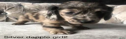 Miniature Dachshund dogs for sale: Miniature long haired dachshund puppies - Advert 17