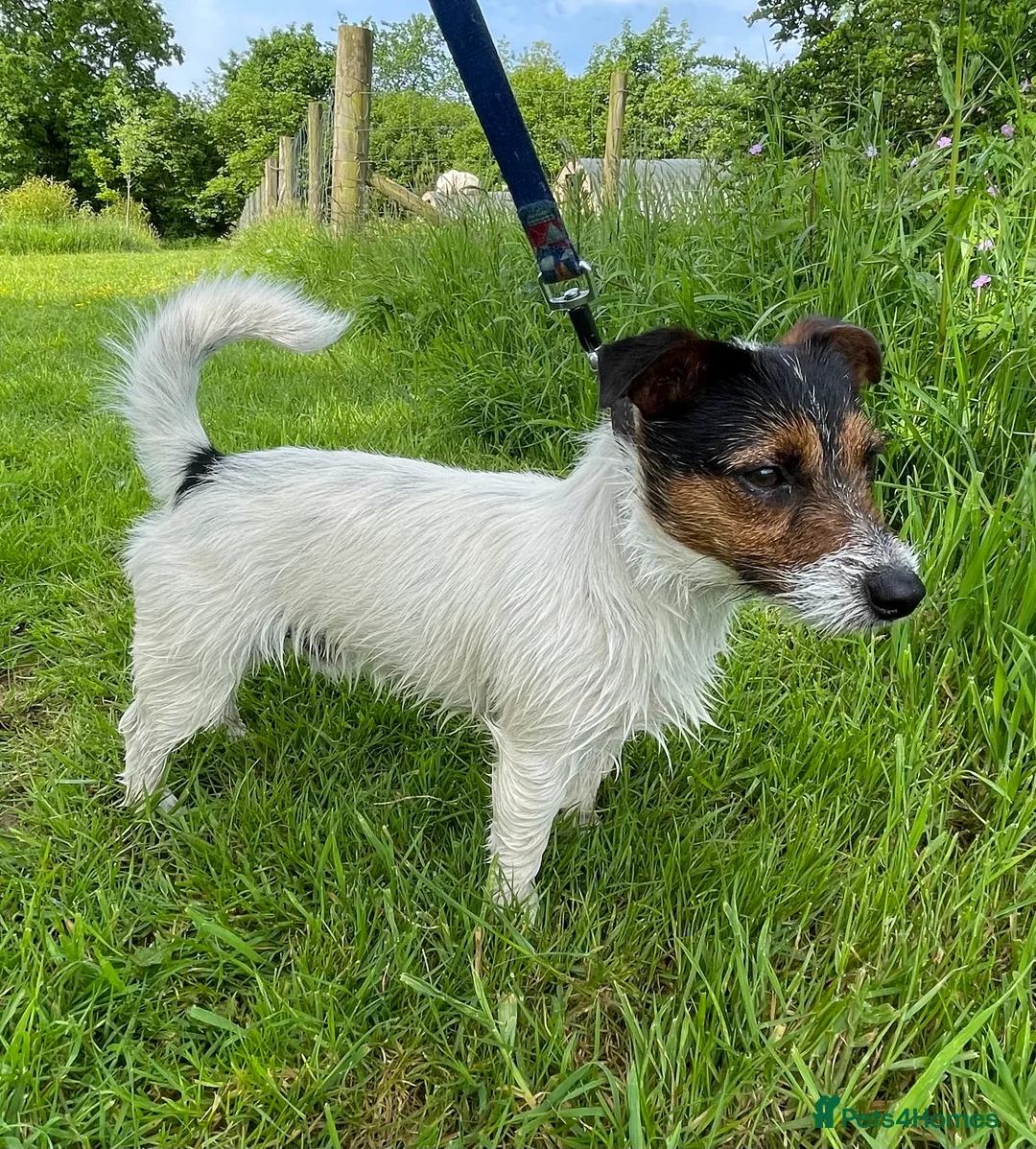 Jack Russell dogs for stud: Jack Russell available for stud in Shrewsbury - Advert 6
