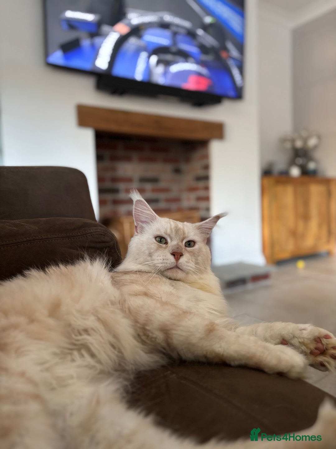 Maine Coon cats for stud: Stud Services - Red Silver TICA Maine Coon - Image 5