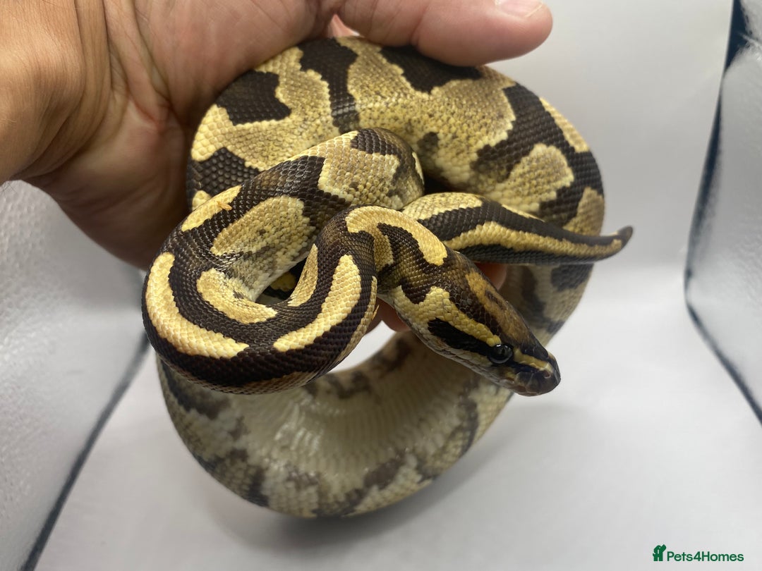 Snake reptiles for sale: Female pastel ball python  - Image 3