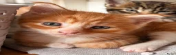 Maine Coon cats for sale: Maine Coon mixed kittens  - Advert 9
