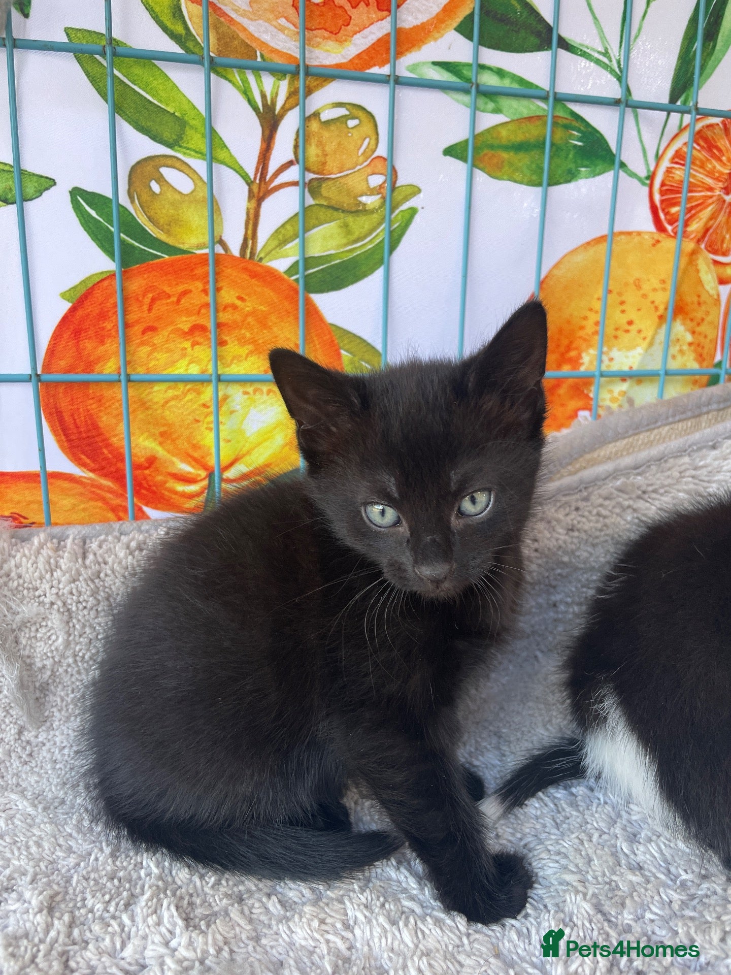 Mixed Breed cats 3 ragdoll cross domestic kittens  - Advert 2