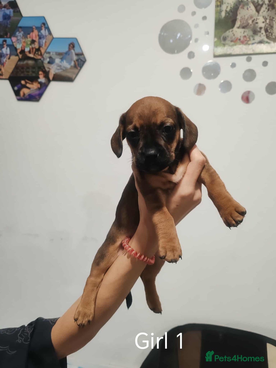 Mixed Breed dogs for sale: Puppy’s for sale  - Image 4