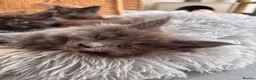 Maine Coon cats for sale: Council licensed TICA Maine Coon kittens - Advert 3