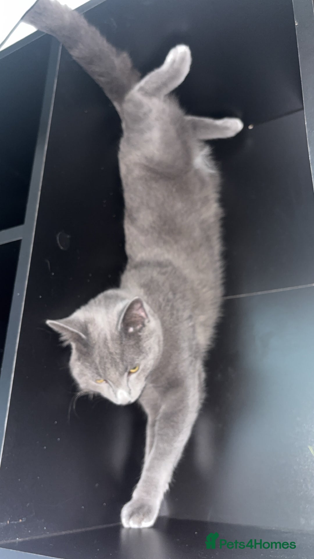 Domestic Shorthair cats for sale: Magic blue domestic short haired  - Advert 2