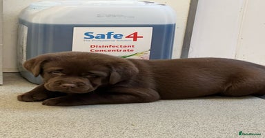 Labrador Retriever dogs - Advert 8