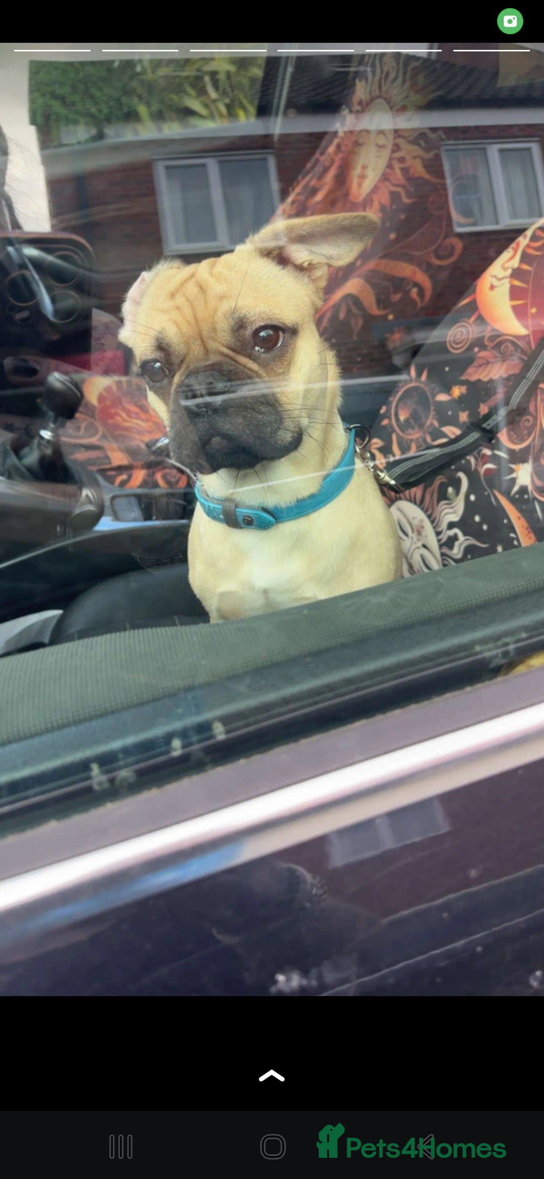 Mixed Breed dogs for sale: Bear for rehome - Advert 7