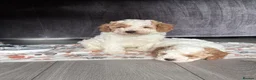 Cavapoo dogs for sale: 2 boys looking for their forever homes  in Liverpool - Advert 2