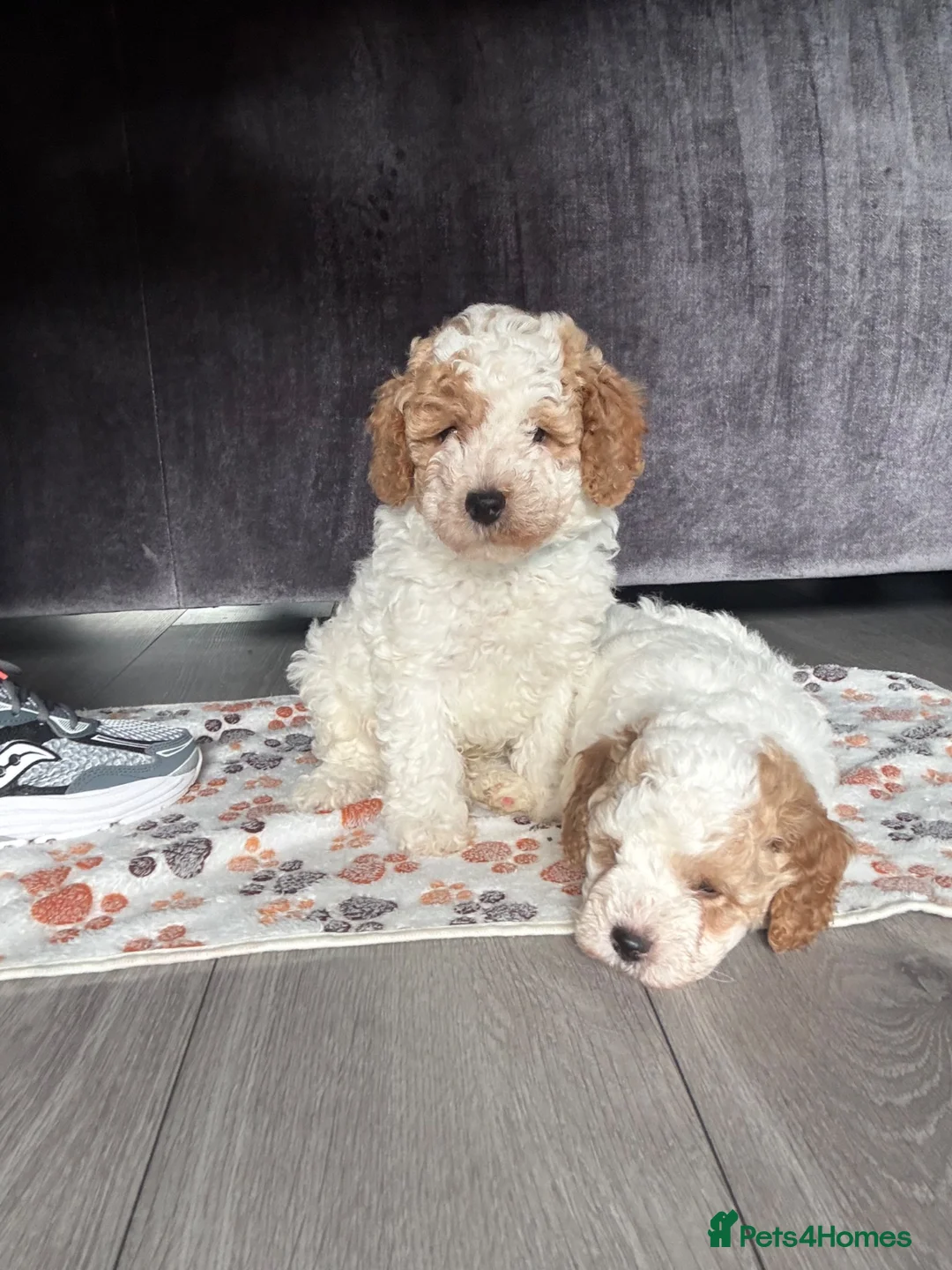 Cavapoo dogs for sale: 2 boys looking for their forever homes  in Liverpool - Advert 2