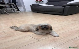 Shih Tzu dogs for sale: 8 WEEKS OLD Shih Tzu puppies - Image 5