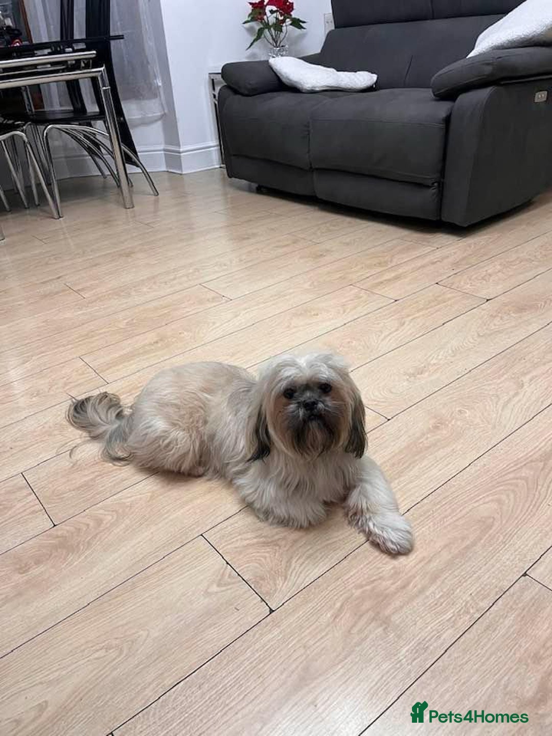 Shih Tzu dogs for sale: 8 WEEKS OLD Shih Tzu puppies - Image 5