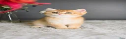 British Shorthair cats for sale: Exceptional GCCF Golden British Shorthair Kittens - Advert 2