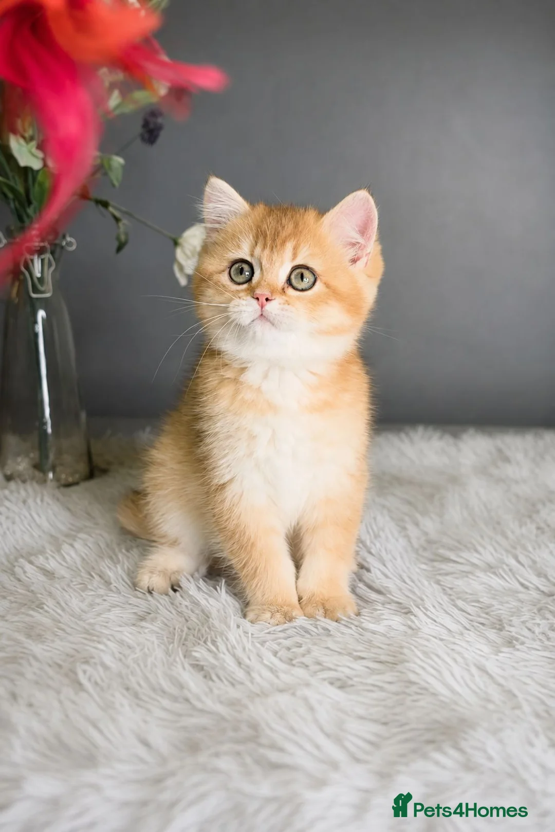 British Shorthair cats for sale: Exceptional GCCF Golden British Shorthair Kittens - Advert 2