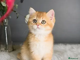 British Shorthair cats Exceptional GCCF Golden British Shorthair Kittens - Advert 5