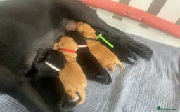 Labrador Retriever dogs for sale: Adorable labrador puppies 🐾  - Image 3