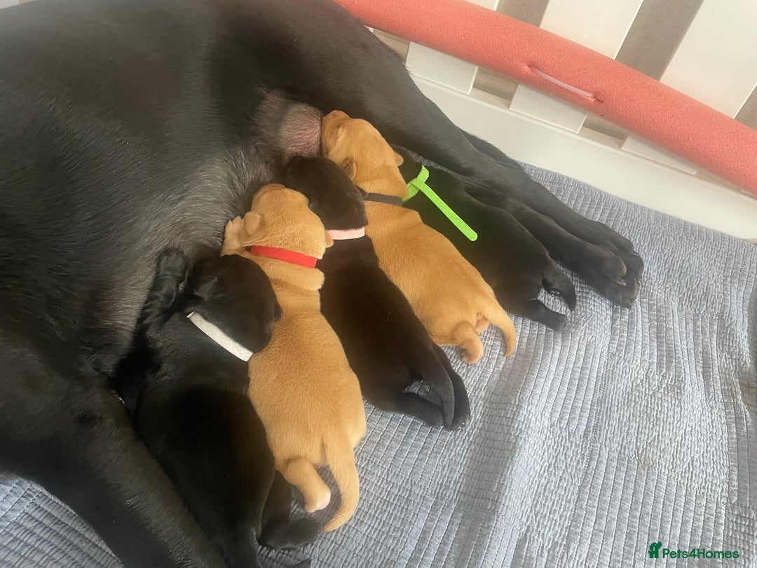 Labrador Retriever dogs for sale: Adorable labrador puppies 🐾  - Image 3