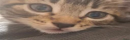 Mixed Breed cats for sale: 2 beautiful kittens left - Advert 22