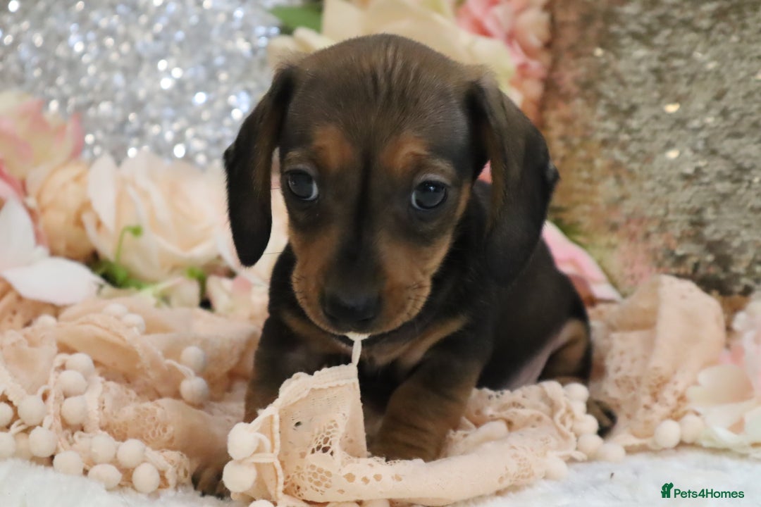 Miniature Dachshund dogs for sale: KC Registered Miniature Dachshund Puppies - Image 22