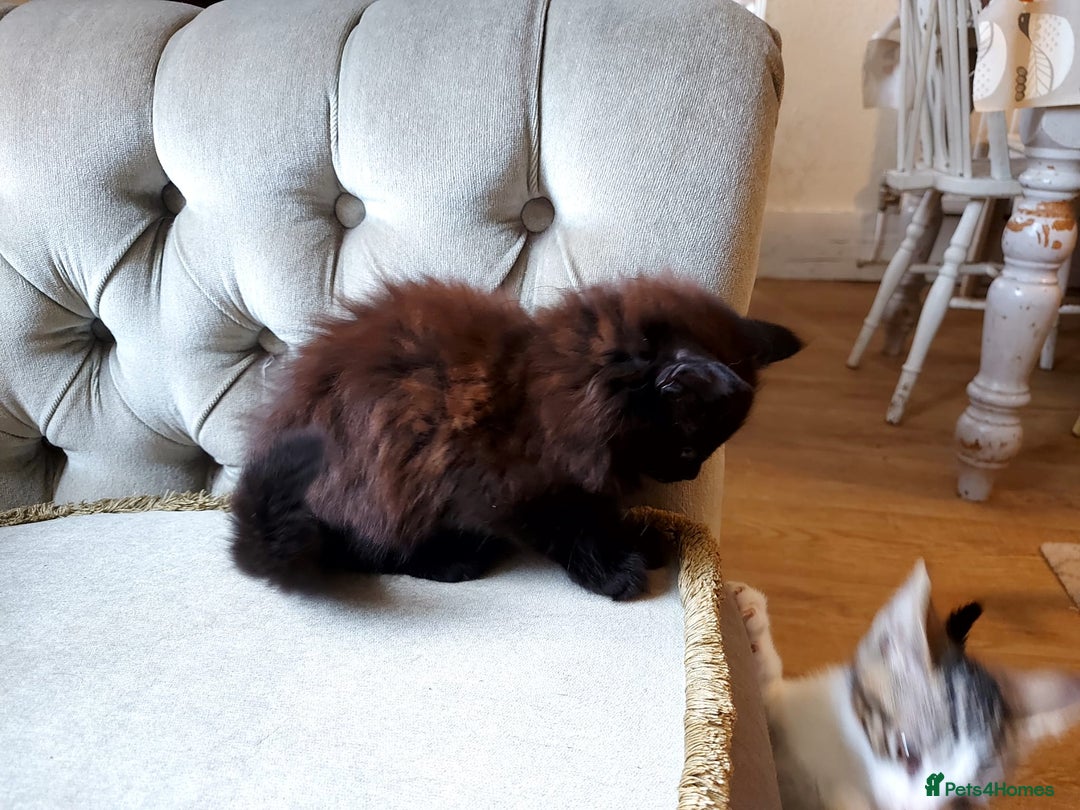 Mixed Breed cats for sale: Amazing fluff balls - Image 6