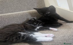 Mixed Breed cats for sale: 2 kittens looking for home - Advert 6