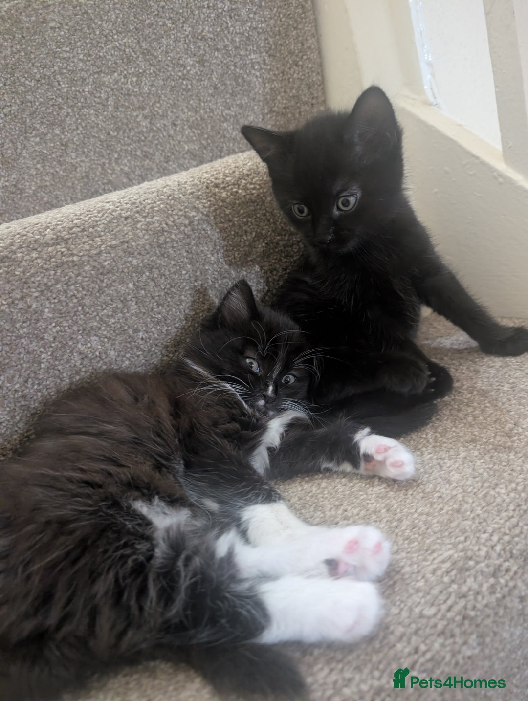 Mixed Breed cats for sale: 2 kittens looking for home - Advert 6