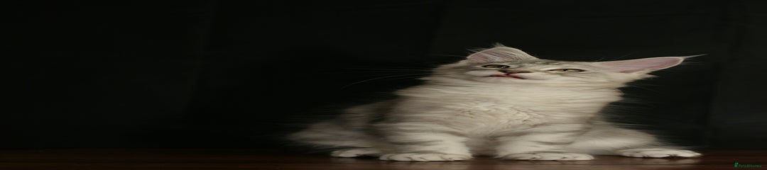 Maine Coon Kitten 2