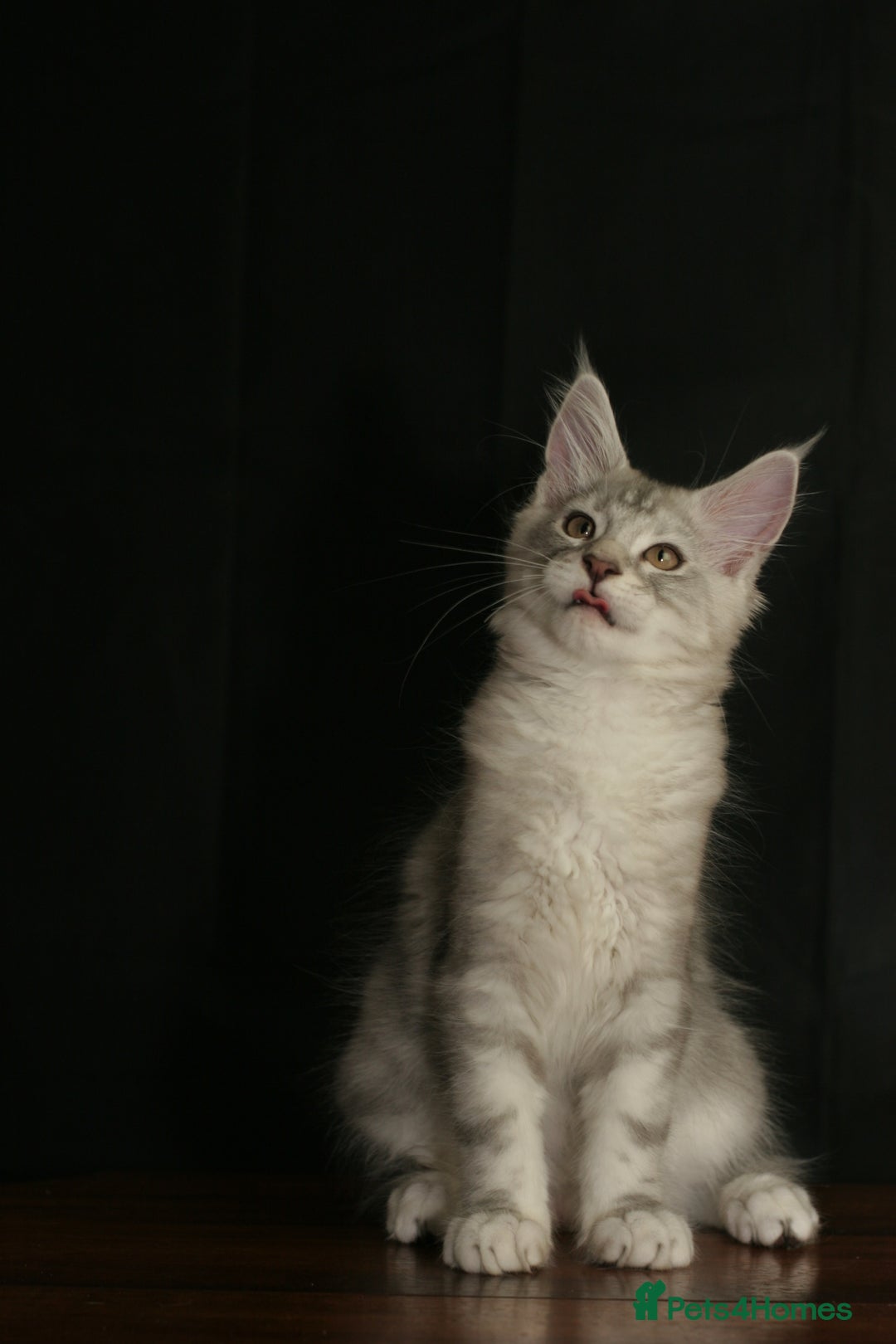 Maine Coon cats for sale: Two mainecoons kittens Sally and Harry silver - Image 8
