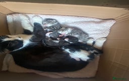 Mixed Breed cats for sale: Litter off 5 half bengal kittens  - Image 16