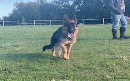 German Shepherd dogs for sale: 25 years experience breeding German Shepherds  - Image 22